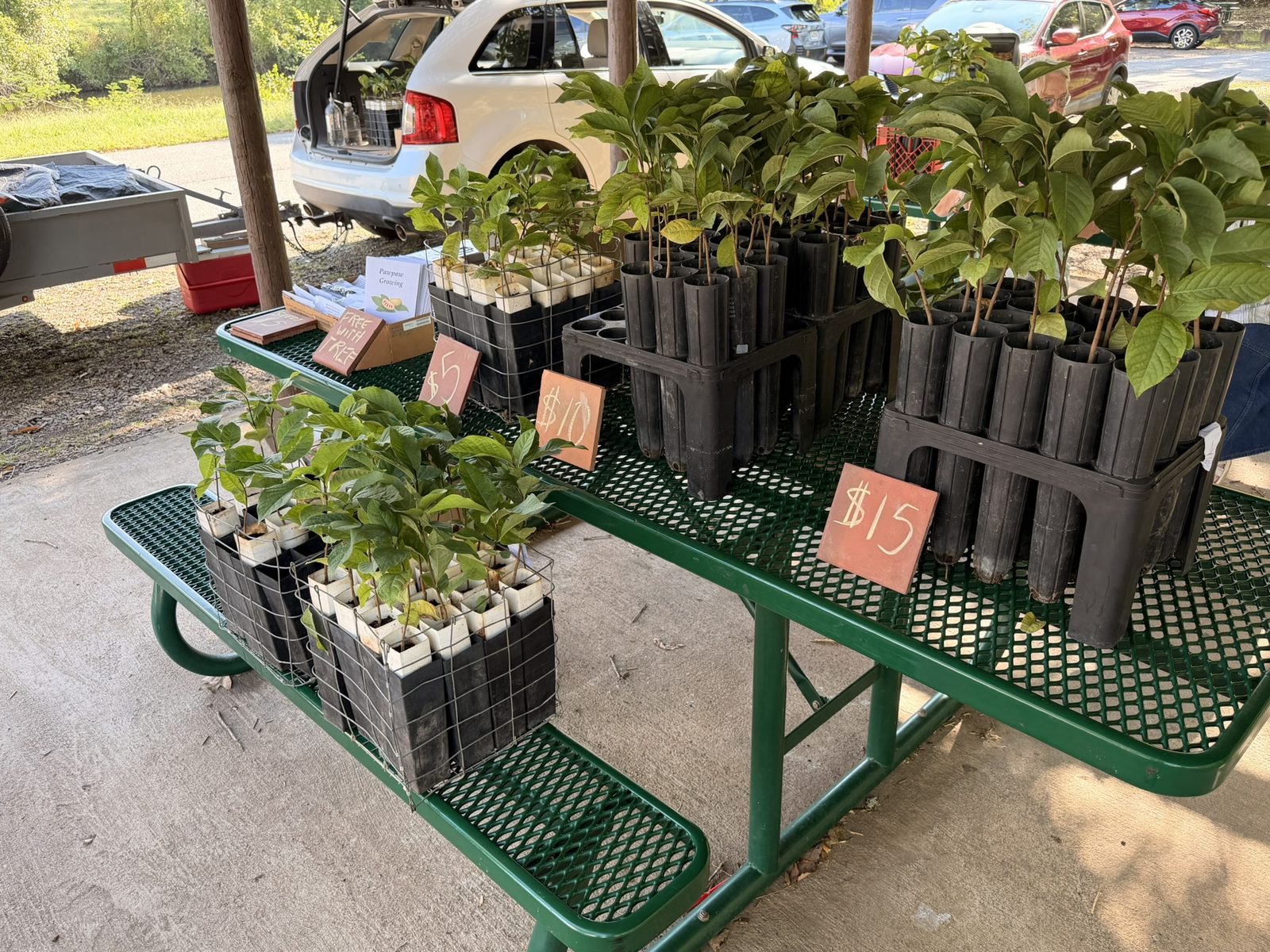 Pawpaw seedling sale tables with Free With Tree sign and printed growing guides